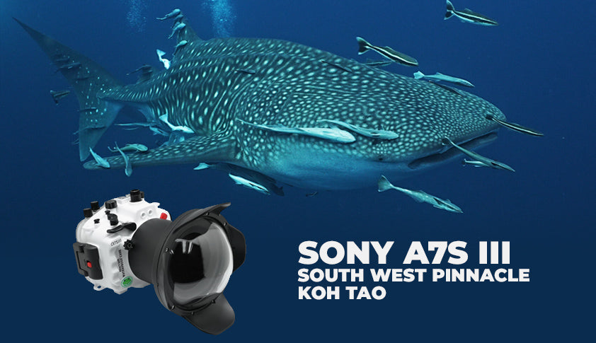 Sony A7S III / FE 16-35mm F4 lens in Sea Frogs housing - Whale Shark at South West Pinnacle Koh Tao
